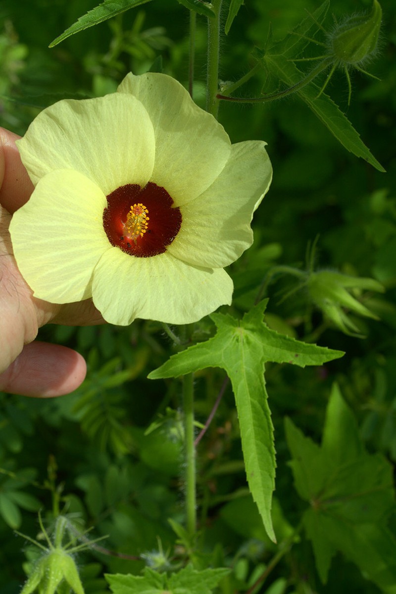 Hibiscus physaloides photo 4