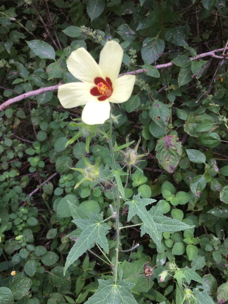 Hibiscus physaloides photo 5