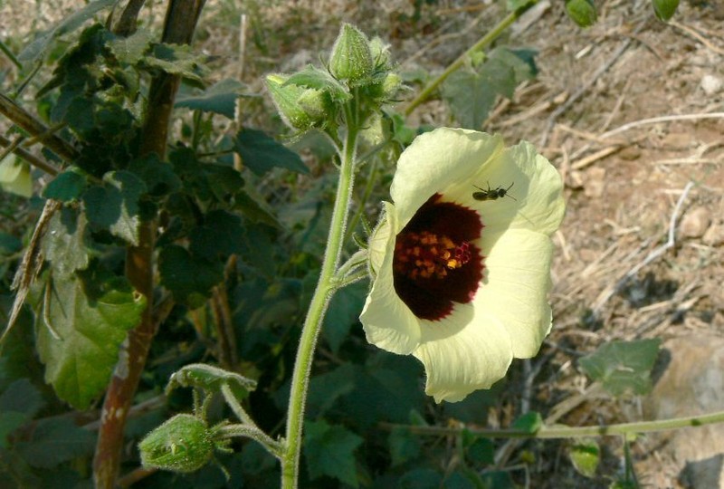 Hibiscus physaloides photo 6