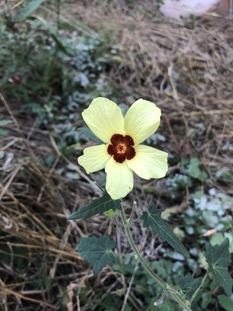 Hibiscus physaloides photo 7
