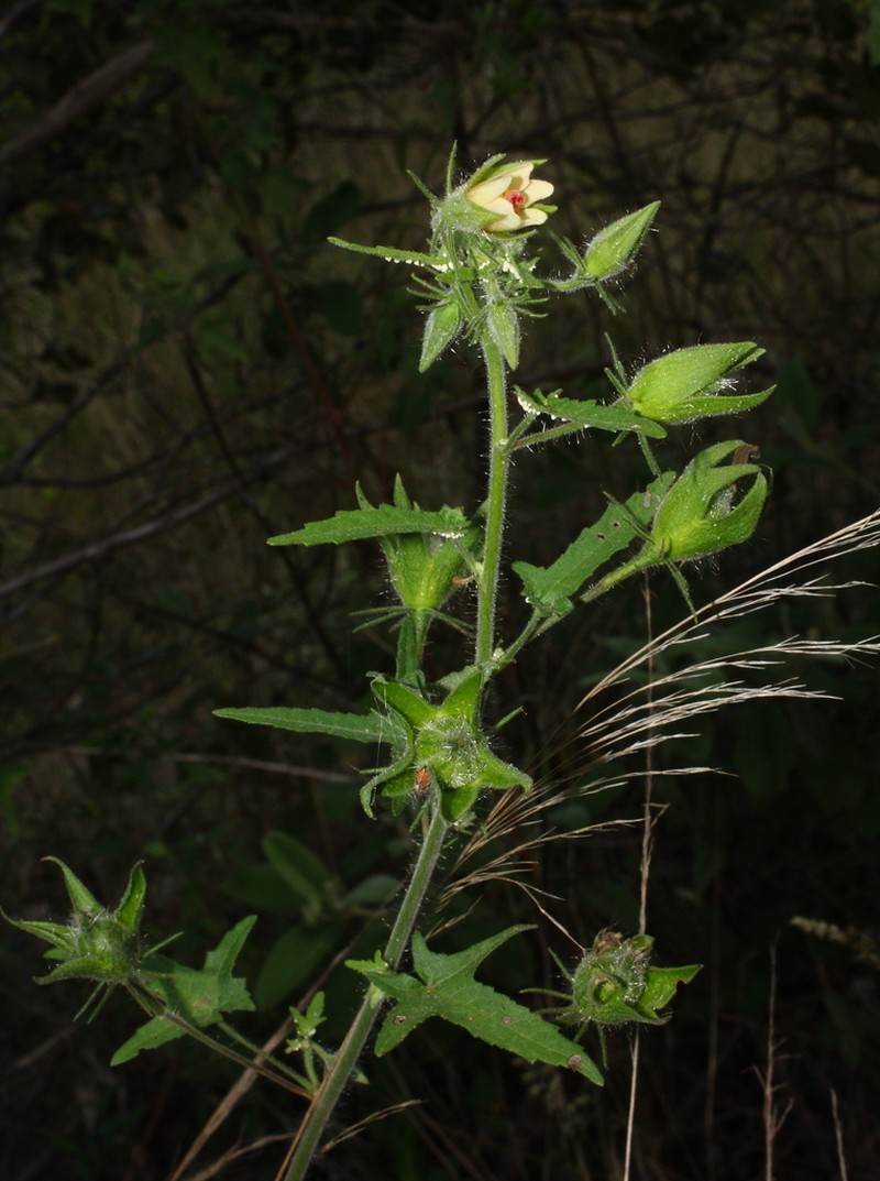 Hibiscus physaloides photo 8