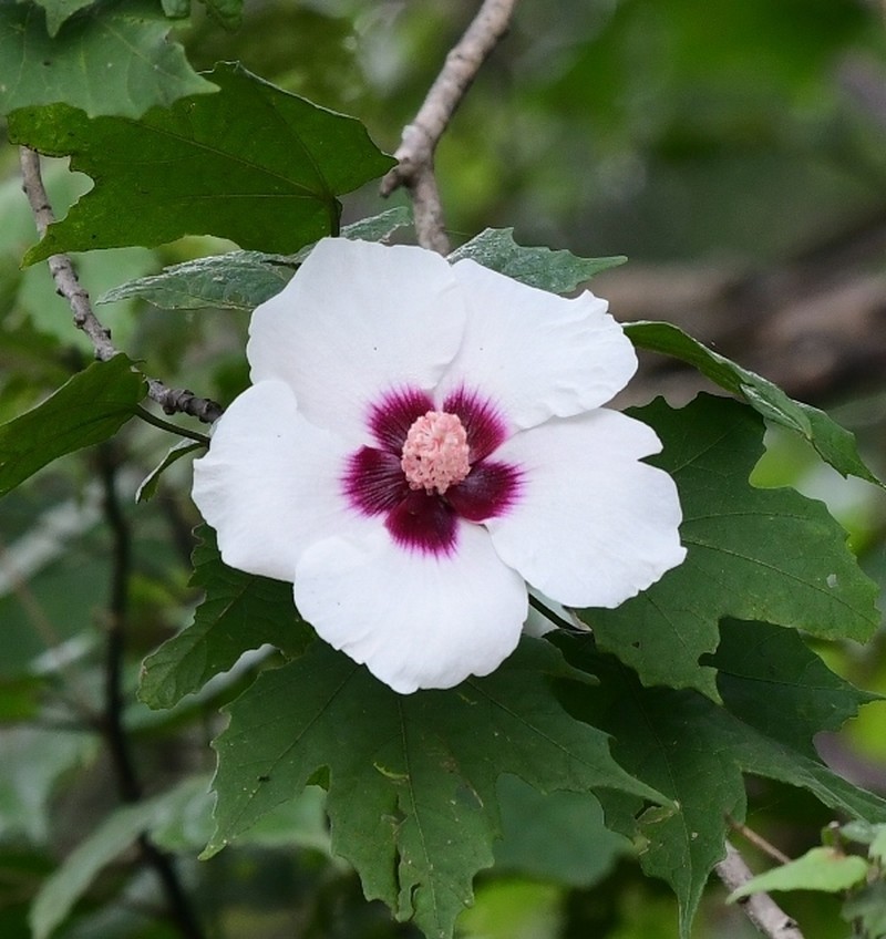Hibiscus platanifolius photo 2