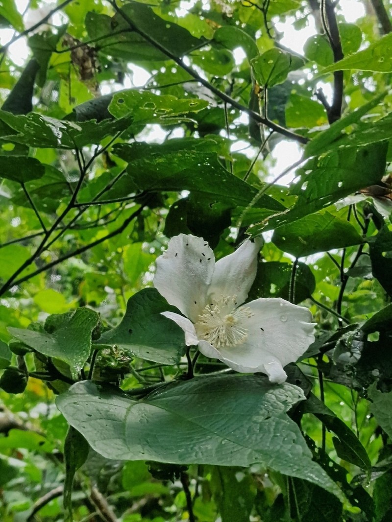 Hibiscus platanifolius photo 3