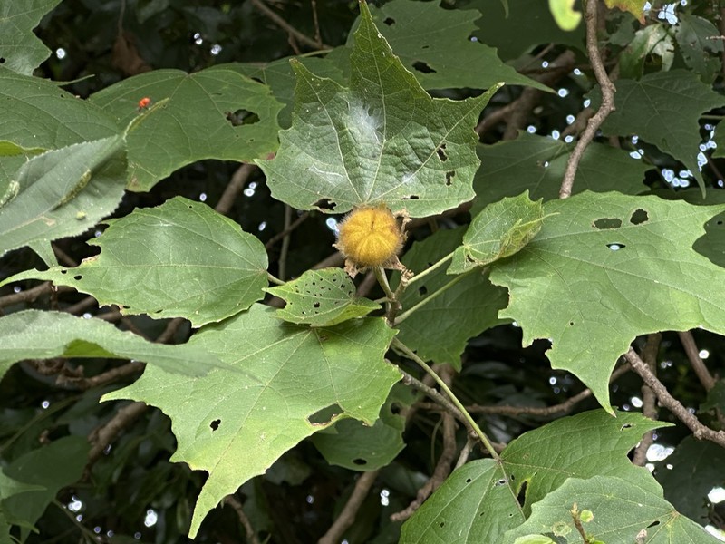 Hibiscus platanifolius photo 4