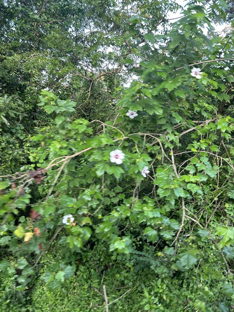 Hibiscus platanifolius photo 5