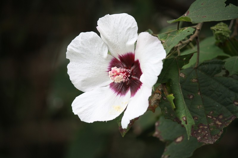 Hibiscus platanifolius photo 6