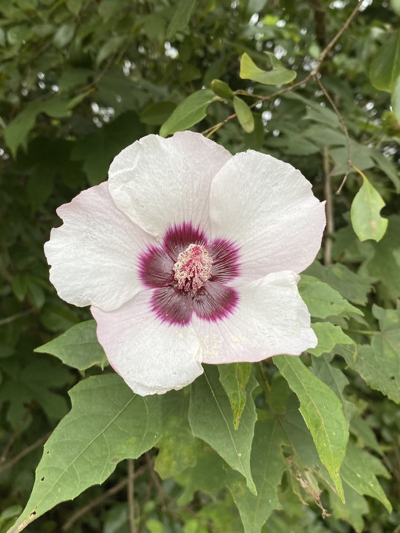 Hibiscus platanifolius photo 8