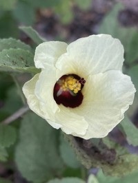 Hibiscus platycalyx