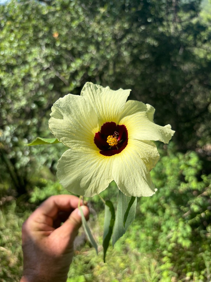Hibiscus platycalyx photo 2
