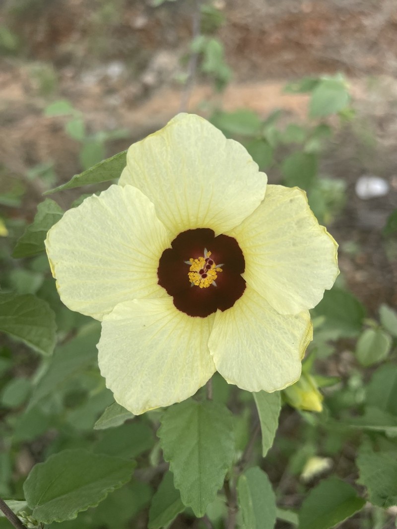 Hibiscus platycalyx photo 3