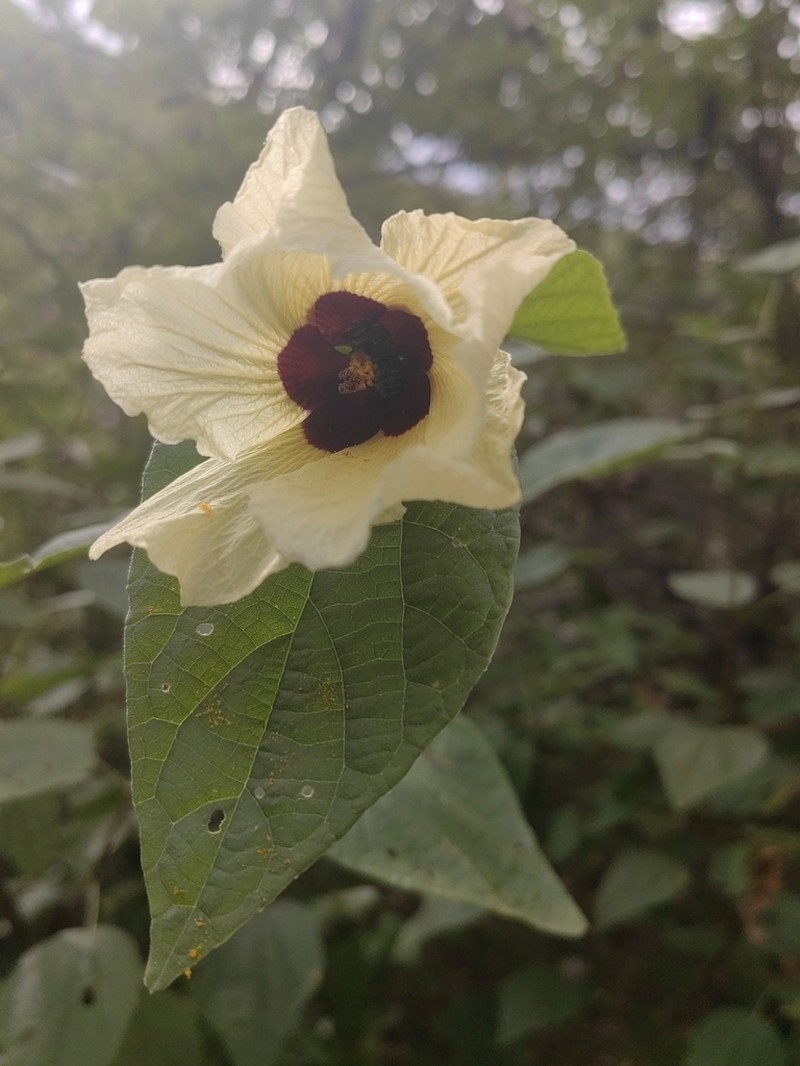 Hibiscus platycalyx photo 4