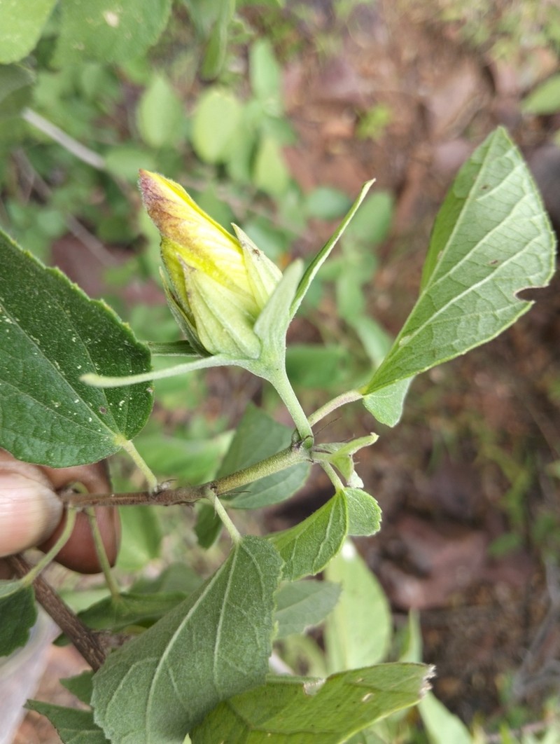 Hibiscus platycalyx photo 5