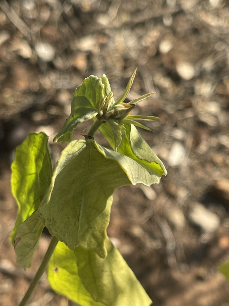Hibiscus platycalyx photo 7