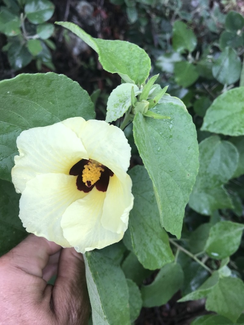 Hibiscus platycalyx photo 8
