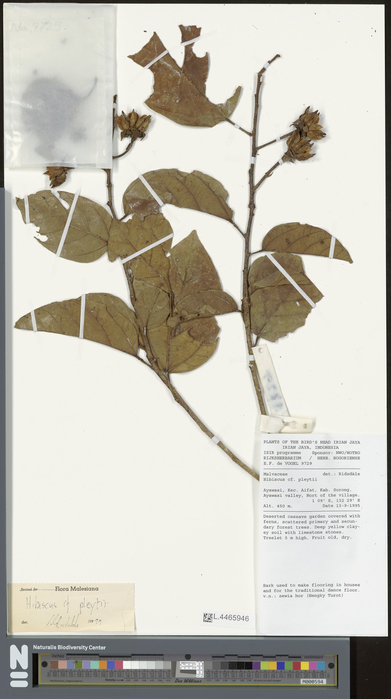 Hibiscus pleijtei