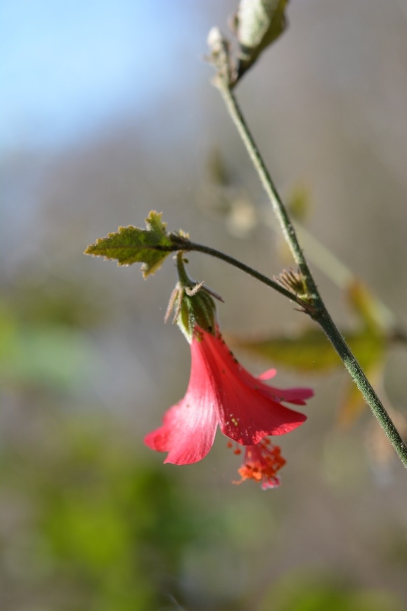 Poeppig's Rosemallow photo 2