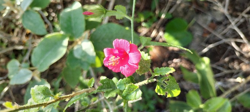 Poeppig's Rosemallow photo 3