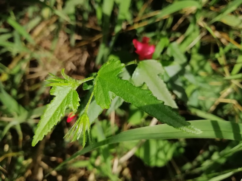 Poeppig's Rosemallow photo 4