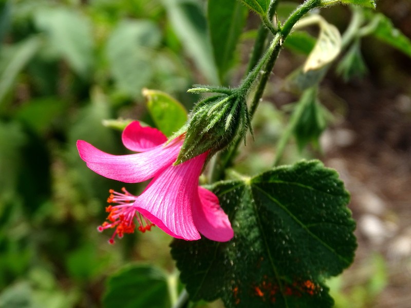 Poeppig's Rosemallow