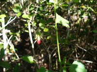 Poeppig's Rosemallow