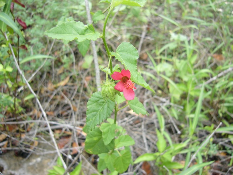 Poeppig's Rosemallow photo 2