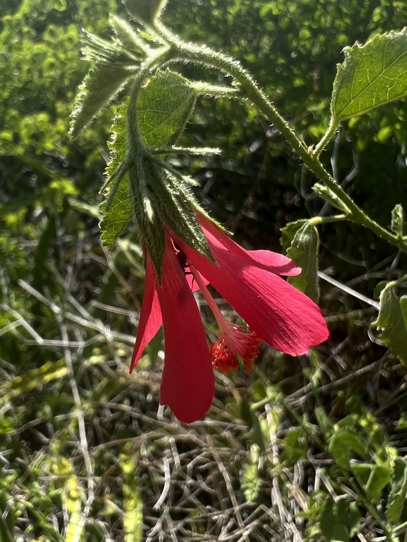 Poeppig's Rosemallow photo 3
