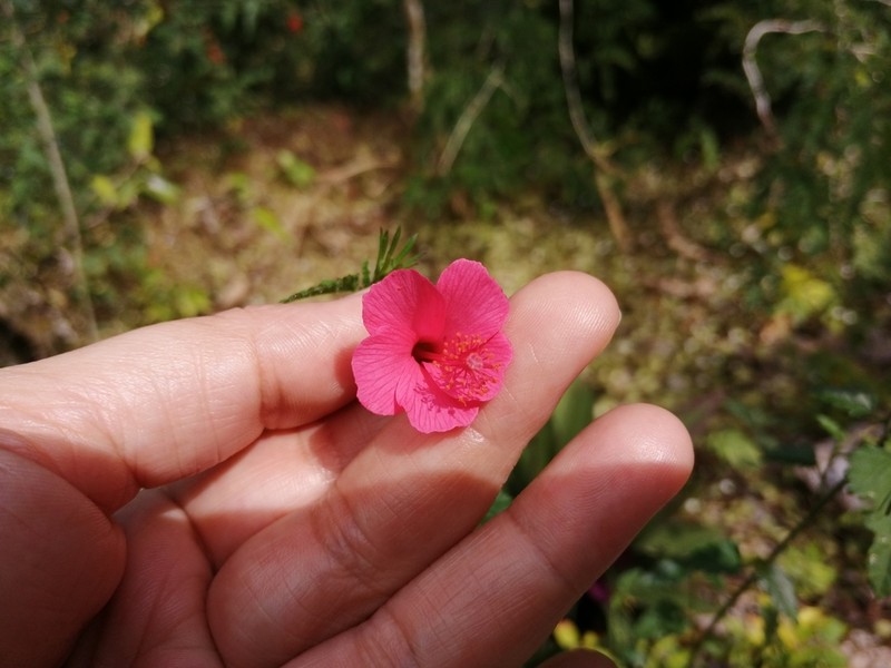Poeppig's Rosemallow photo 4