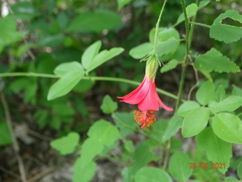 Poeppig's Rosemallow photo 5