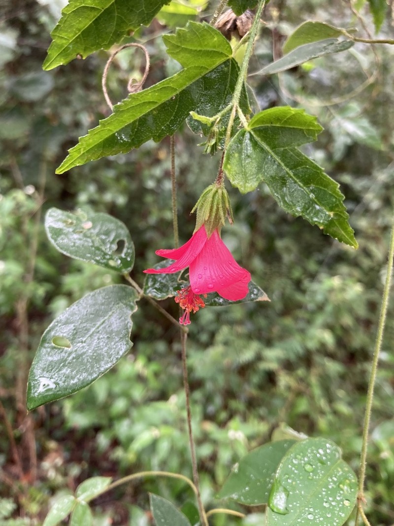 Poeppig's Rosemallow photo 6