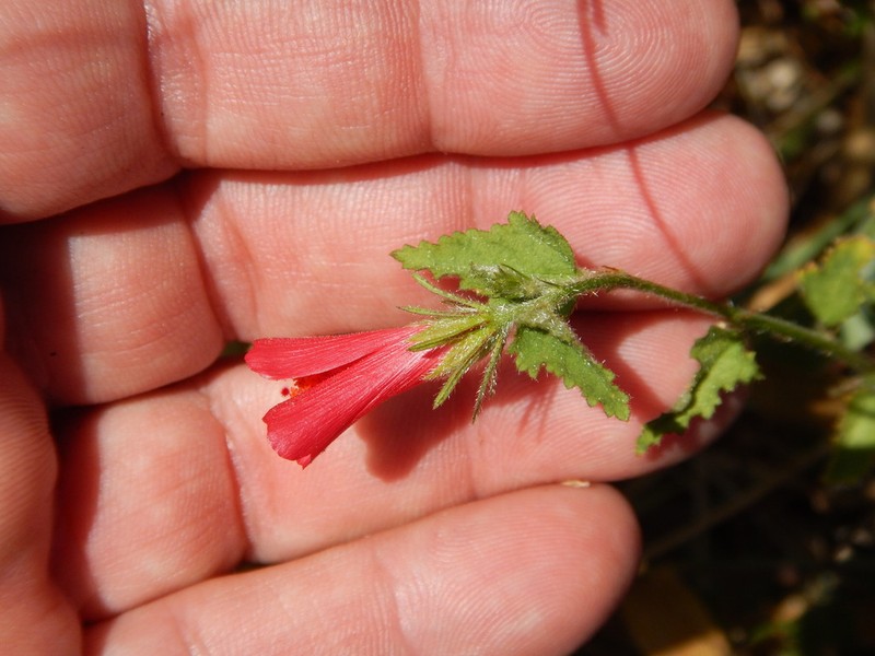 Poeppig's Rosemallow photo 7