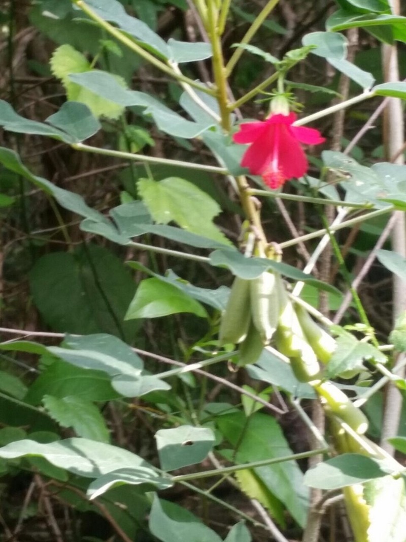 Poeppig's Rosemallow photo 8