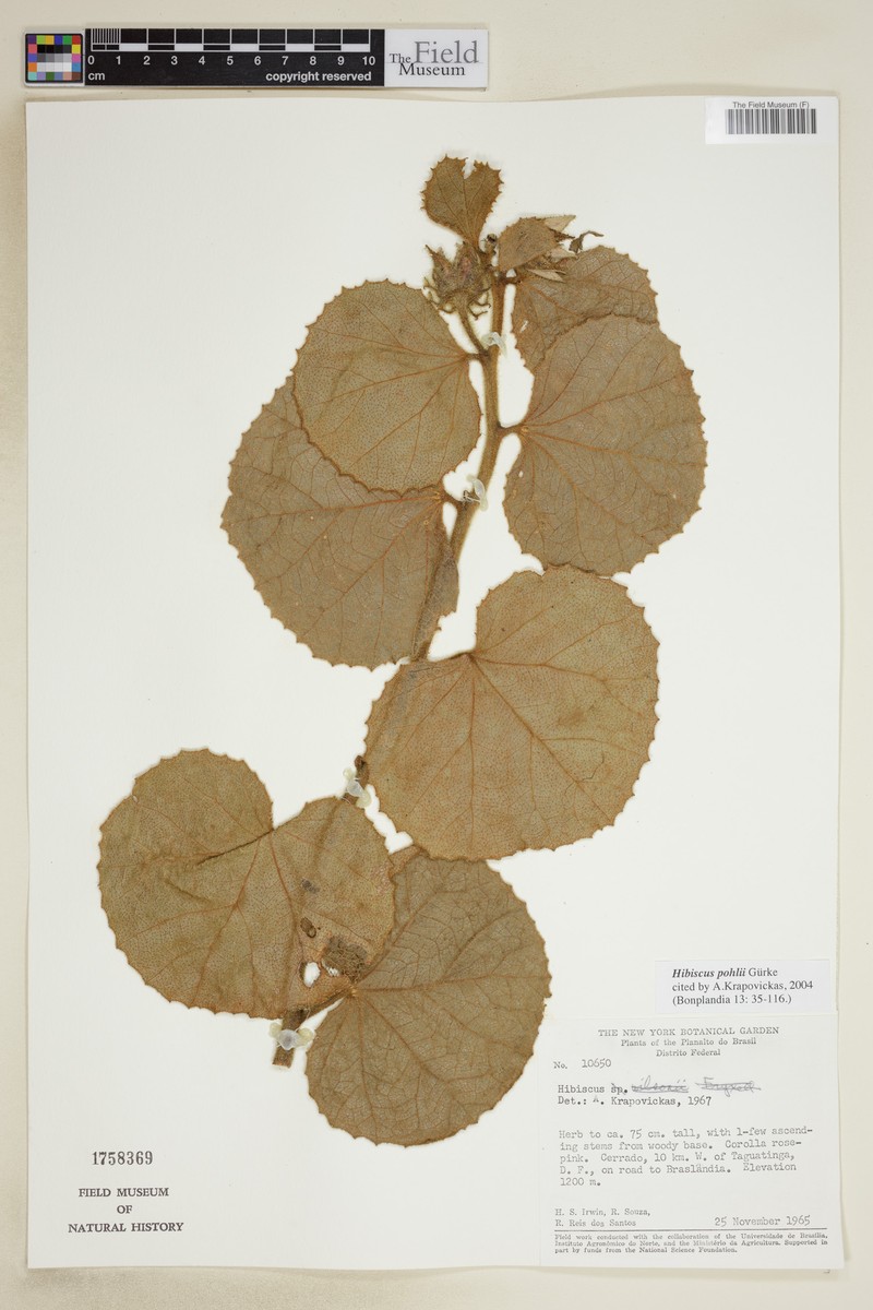 Hibiscus pohlii photo 3