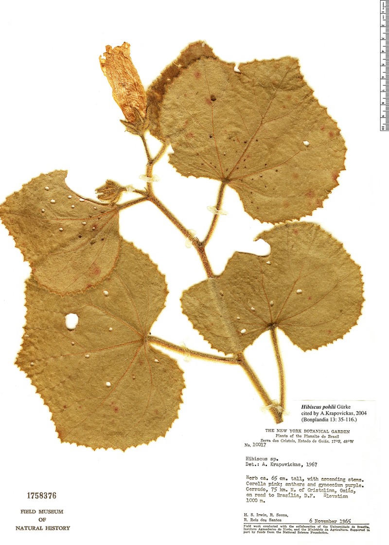 Hibiscus pohlii photo 4