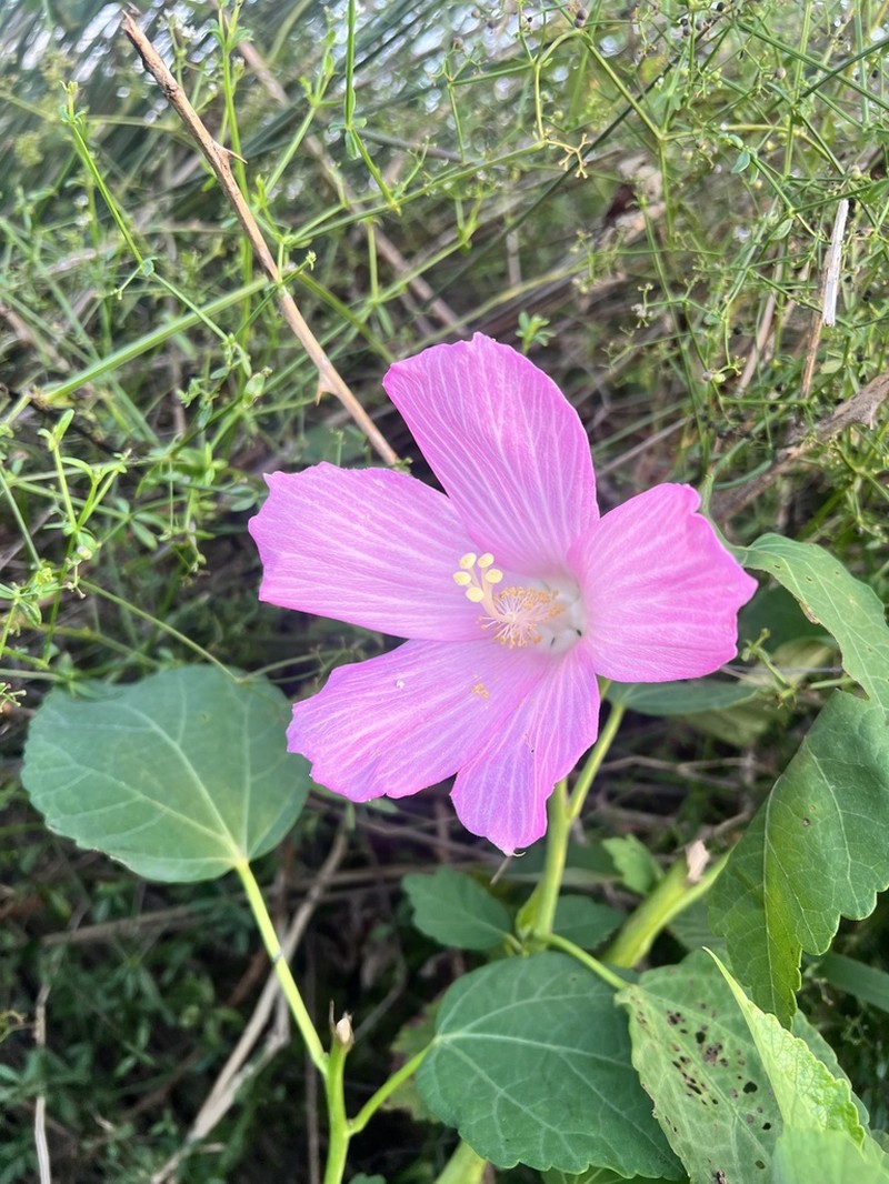 Hibiscus ponticus