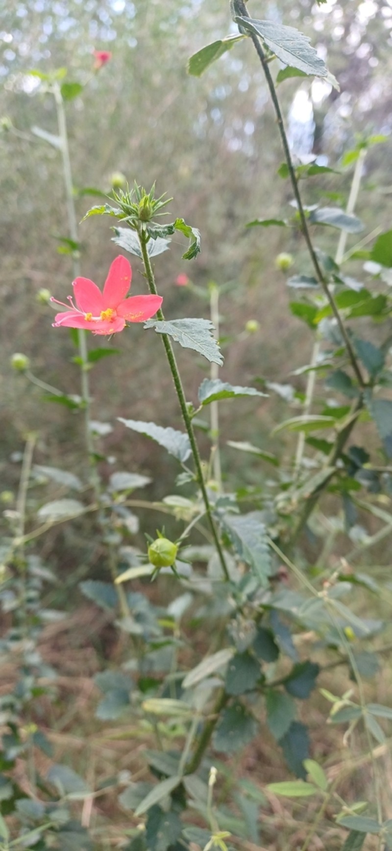 Hibiscus praeteritus
