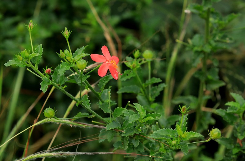 Hibiscus praeteritus photo 2