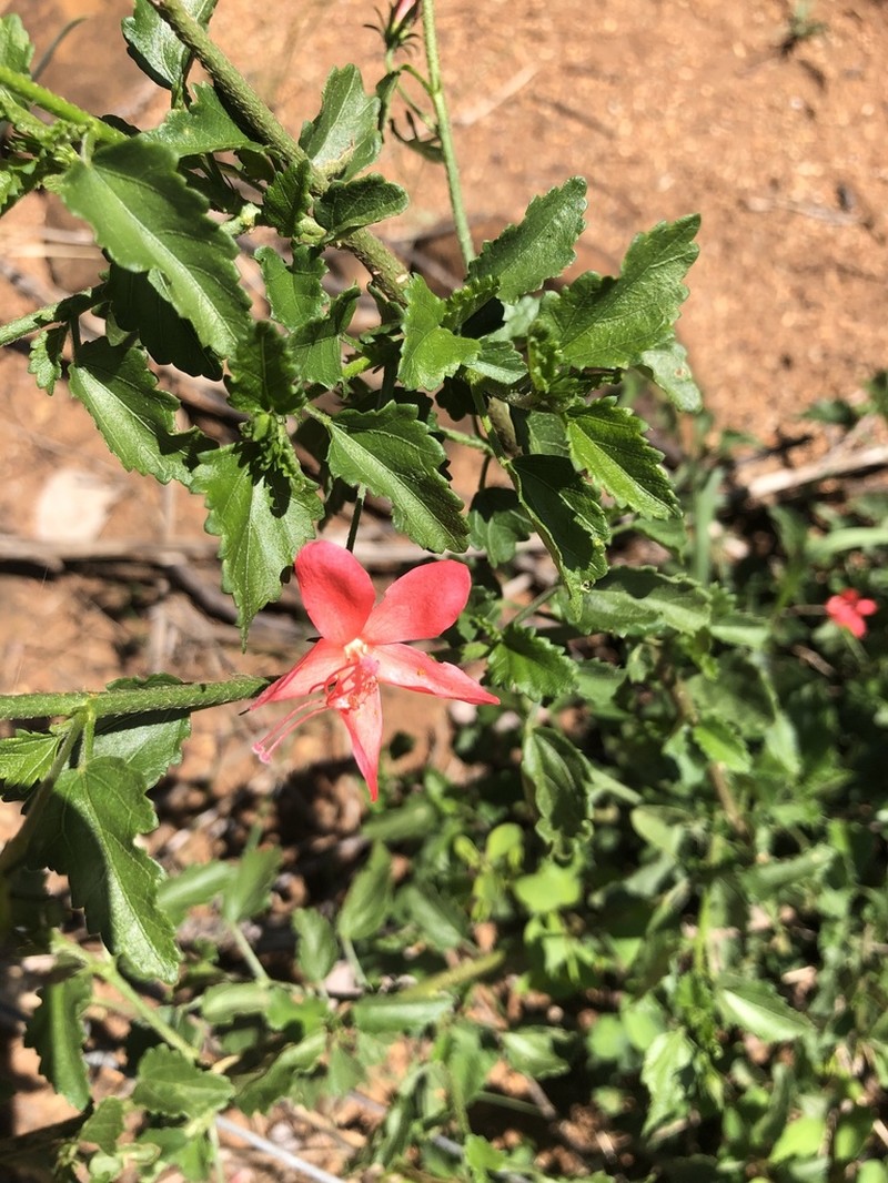 Hibiscus praeteritus photo 4
