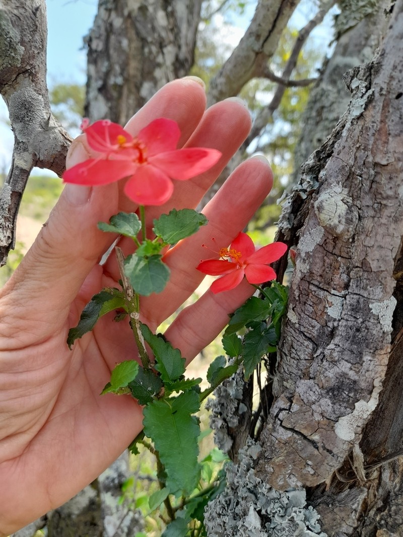 Hibiscus praeteritus photo 5