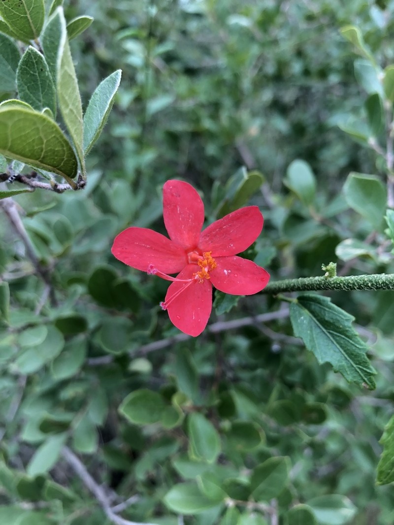 Hibiscus praeteritus photo 6