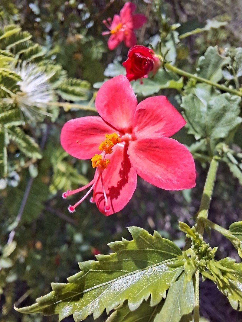 Hibiscus praeteritus photo 7