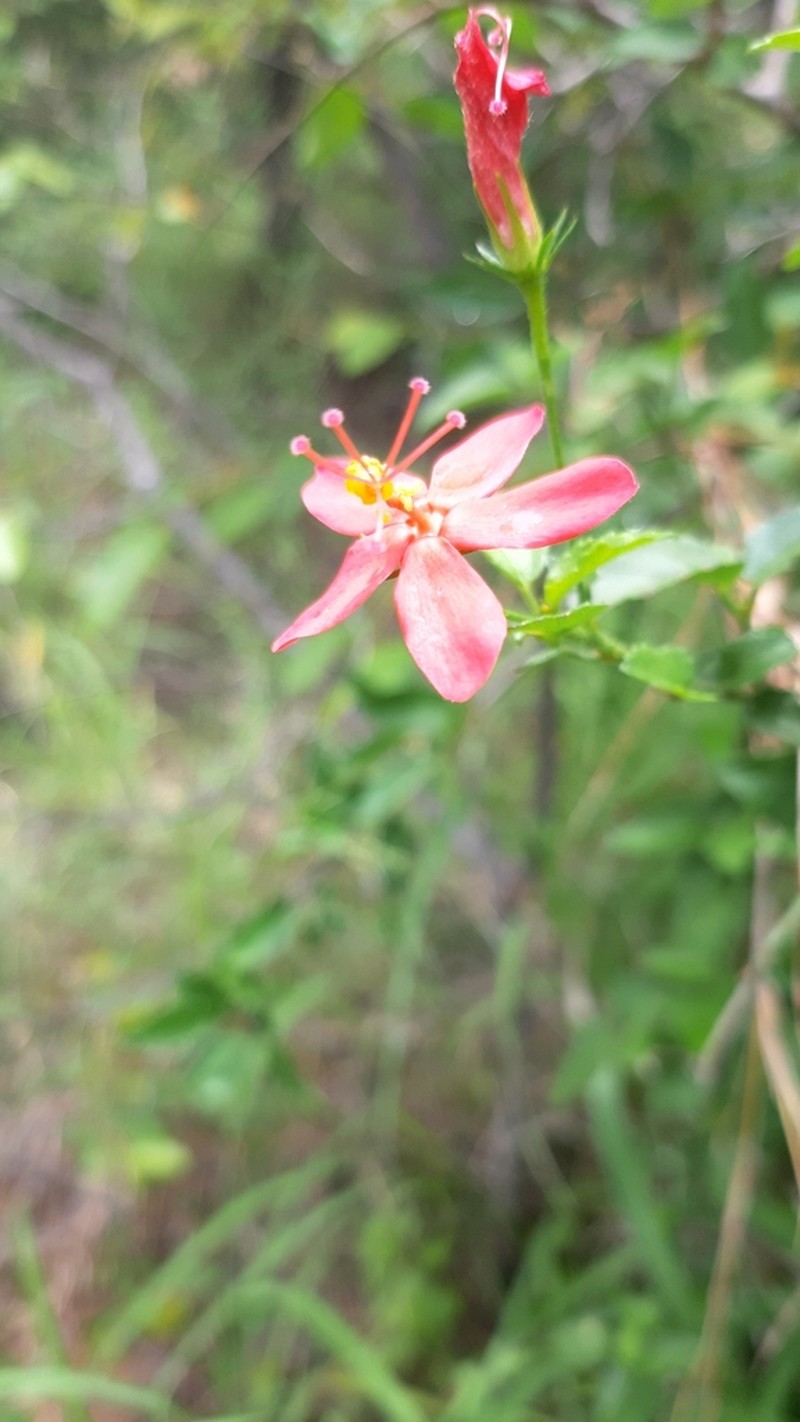 Hibiscus praeteritus photo 8