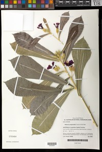 Hibiscus propulsator