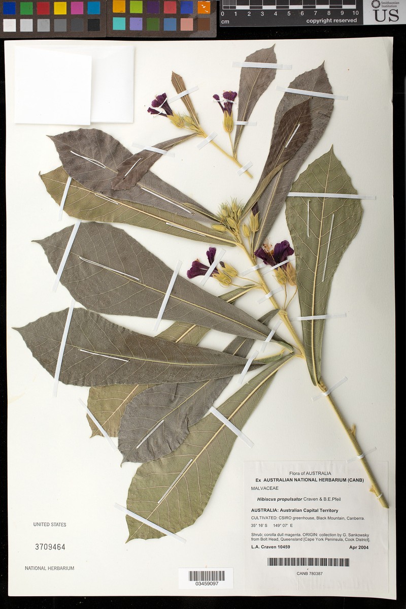 Hibiscus propulsator