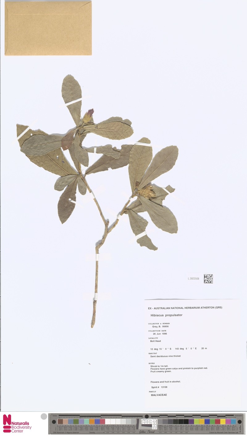 Hibiscus propulsator photo 2