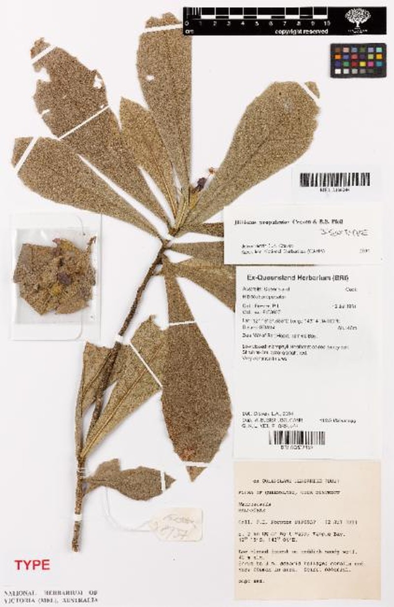 Hibiscus propulsator photo 3