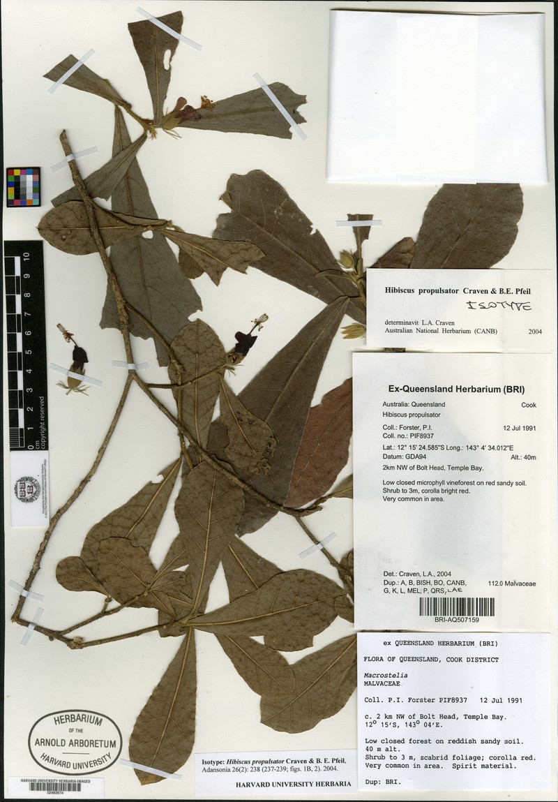 Hibiscus propulsator photo 4