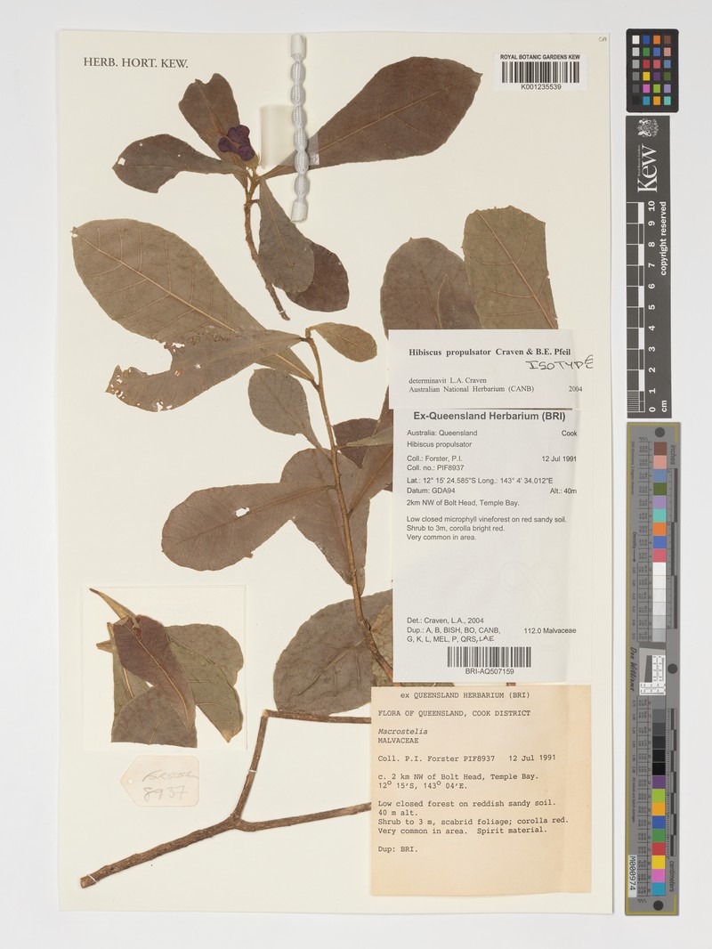 Hibiscus propulsator photo 5