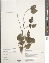 Hibiscus pterocarpoides
