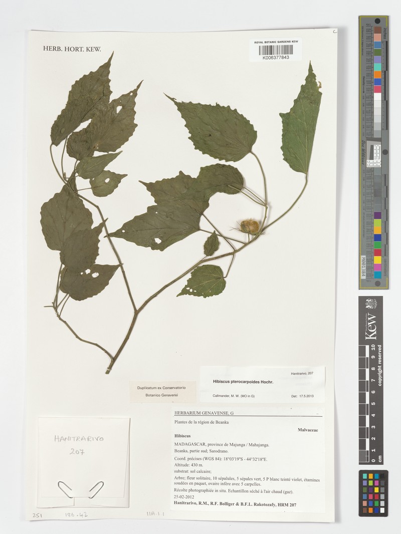 Hibiscus pterocarpoides photo 2