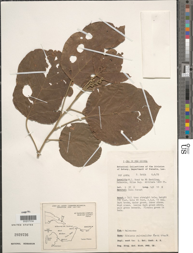 Hibiscus pulvinulifer